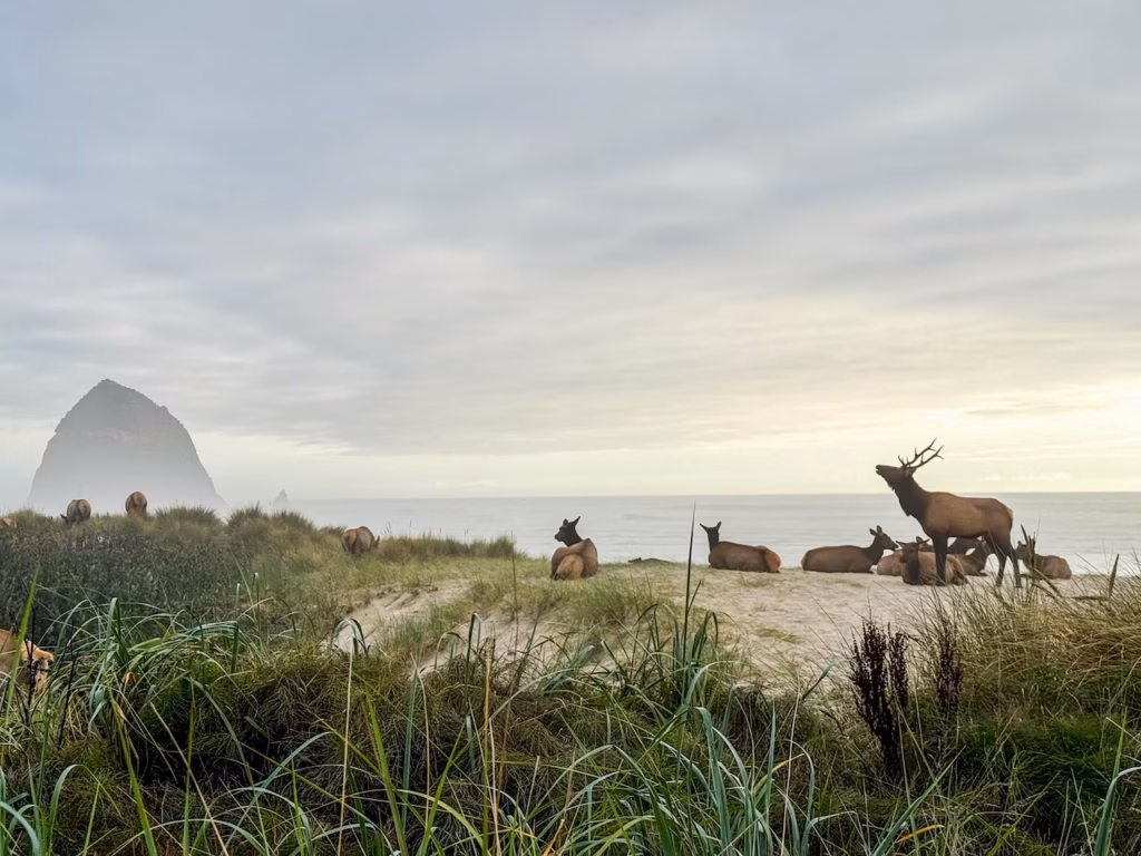 Wildlife & marine life: whales, seals, eagles & elk — best lookouts and seasons 1 IKPXIOTICZELDNRMMMXT5DV64U.JPG